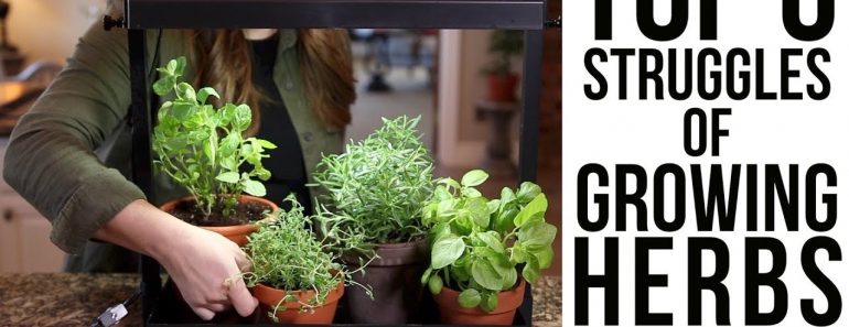 Top 6 Struggles of Growing Herbs Indoors (w/ solutions)!!!??? // Garden Answer