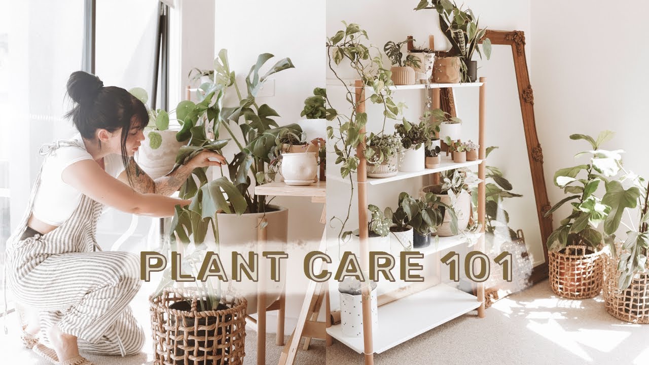 How To Care For Indoor Plants + GREENIFY YOUR SPACE ...