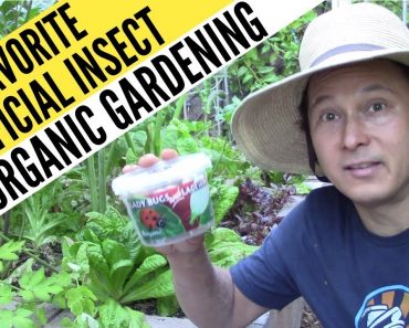 My Favorite Beneficial Insect for Organic Gardening that Eats Everything