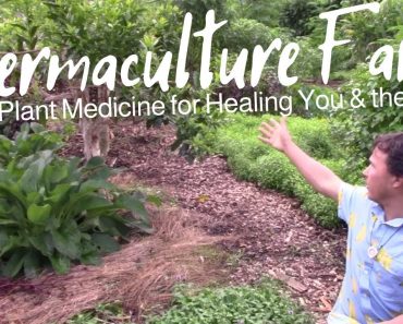 Permaculture Farmacy Grows Plant Medicine that Heal You & The Planet | The Future of Farming