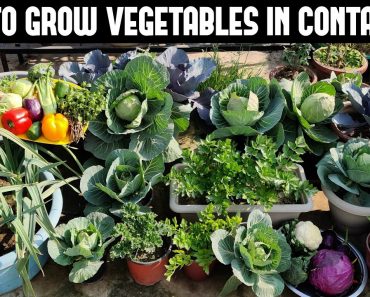 How To Grow Vegetables in Containers-FULL INFORMATION