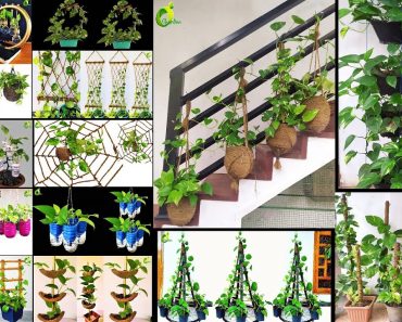 15 Ideas To Grow Money Plant /Money plant Decorations/Money Plant Growing Style/ORGANIC GARDEN