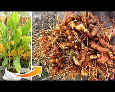 Amazing Idea | Growing Turmeric at Home, easy for Beginners | TEO Garden