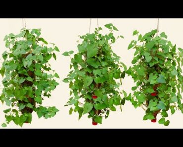 Amazing Idea | How to grow Fish mint (Houttuynia cordata) in plastic bottles