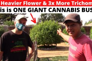 Biggest & Thickest Buds on Cannabis using This Organic Hardener & Sugars
