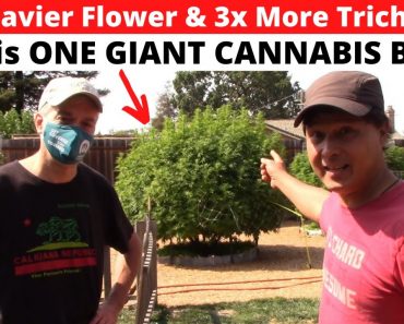 Biggest & Thickest Buds on Cannabis using This Organic Hardener & Sugars