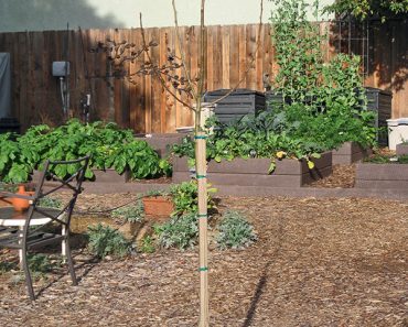 Choosing the right fruit trees for your climate