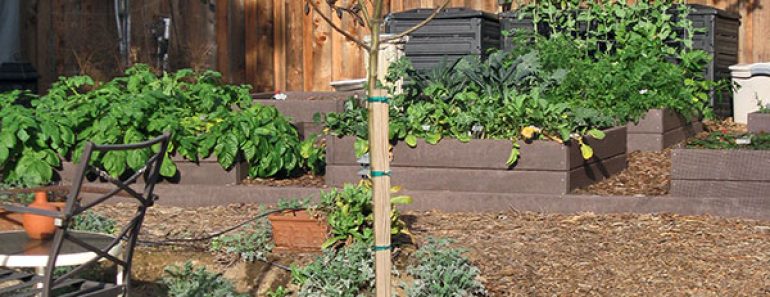 Choosing the right fruit trees for your climate