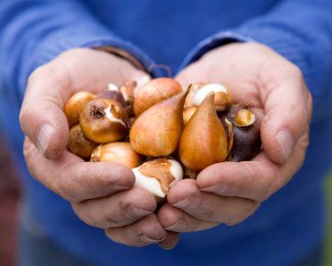 Complete guide to planting bulbs