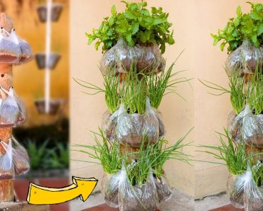 Growing Onions & Mint at Home, Best Idea for Small Spaces, Vertical Garden