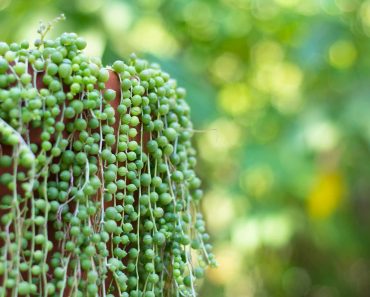 How to grow string of pearls
