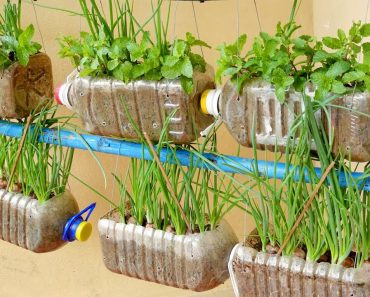 Amazing Idea | Growing Onions and Mint in Plastic Bottles at Home, Hanging Garden