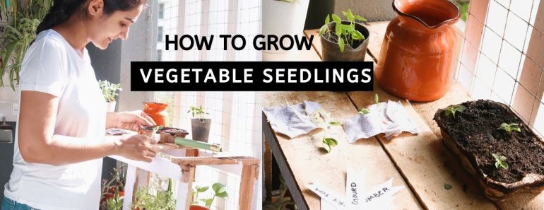 How to Grow Vegetable Seedlings