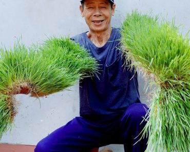 Brilliant Idea | How to grow Wheatgrass without soil at Home | Easy for Beginners