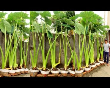 Growing Super Giant Alocasia Odora at Home, Easy for Beginners | TEO Garden