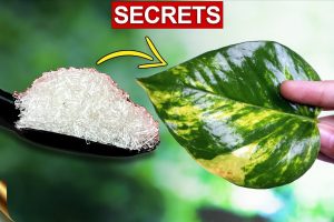 MY SECRETS TO BIG MONEY PLANT (POTHOS) | MONEY PLANT CARE TIPS - COMPLETE GUIDE