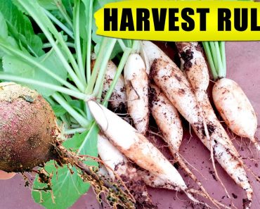 10 HACKS / TIPS: WHEN TO HARVEST VEGETABLES (Root Crops) | Vegetable Gardening in Pots