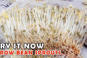 Try it now | How to grow Bean Sprouts in the fastest and easiest