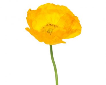 Can You Grow Iceland Poppy Indoors – Caring For Iceland Poppy In A Pot