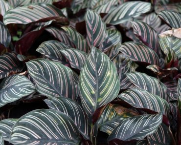 Varieties Of Calathea – Learn About Different Calathea Plants