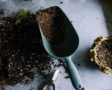 What is the difference between potting soil and potting mix?