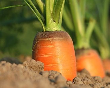 14 Root Vegetables You Should Consider Growing