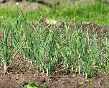 15 Varieties of Garlic to Grow in Your Garden