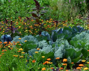8 Flowers to Grow in Your Vegetable Garden