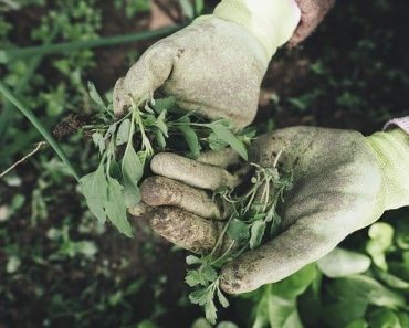 8 Gardening Safety Tips — Don’t Get Hurt!