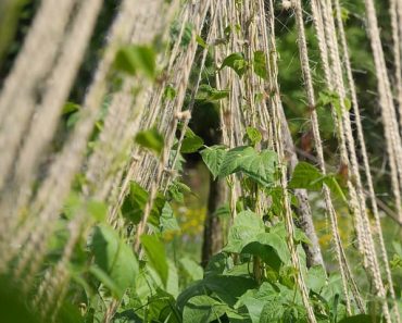 9 Green Bean Companion Plants to Consider