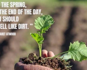 Gardening Wisdom: 30 Great Quotes and Proverbs