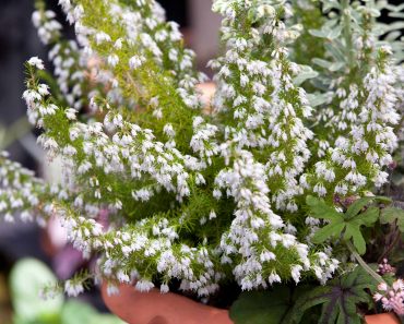 How to grow and care for a heather plant