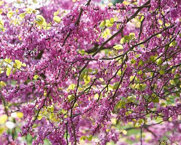 How to grow and care for a Judas tree