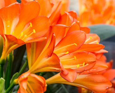 How to grow and care for Clivia