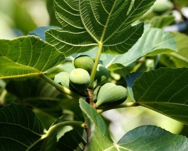 How to Grow Fig Trees, Explained