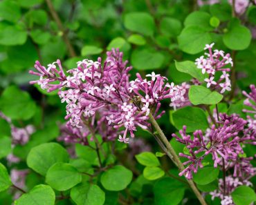 How to grow lilac