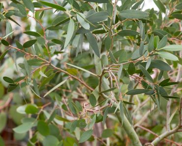 How to grow a eucalyptus tree