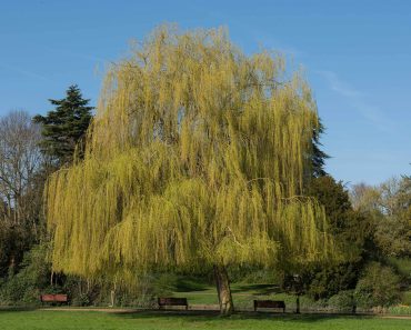 How to grow a weeping willow tree