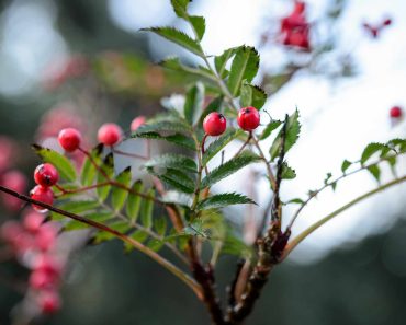 How to grow and care for a rowan tree