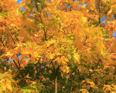 How to grow field maple