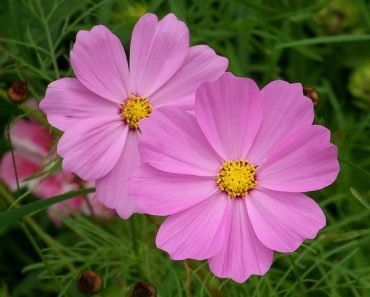 How to Grow Mexican Aster Flowers (Cosmos bipinnatus)