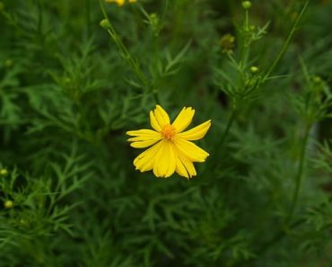 How to Grow Tickseed Perennial Flowers (Coreopsis)