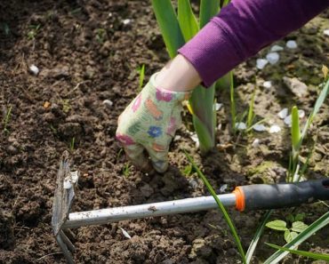 What’s the best hand weeding tool?