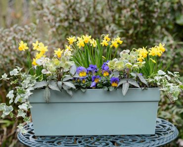 Four hellebore container ideas to try