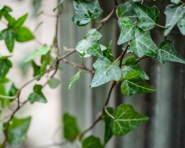 How to grow and care for English ivy
