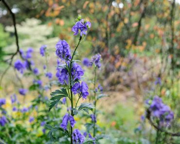 How to grow and care for monkshood