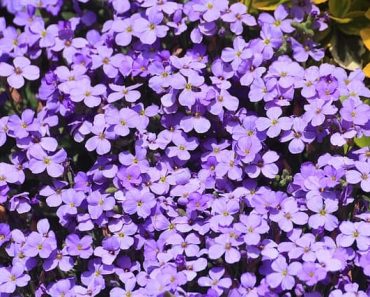 How to Grow Aubrieta Flowering Groundcover