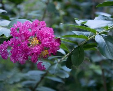 How to Propagate Crepe Myrtles from Cuttings