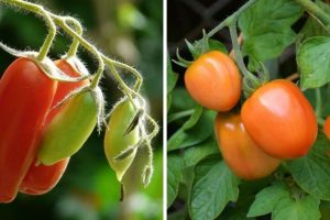Plum Tomatoes vs. Roma Tomatoes, Explained