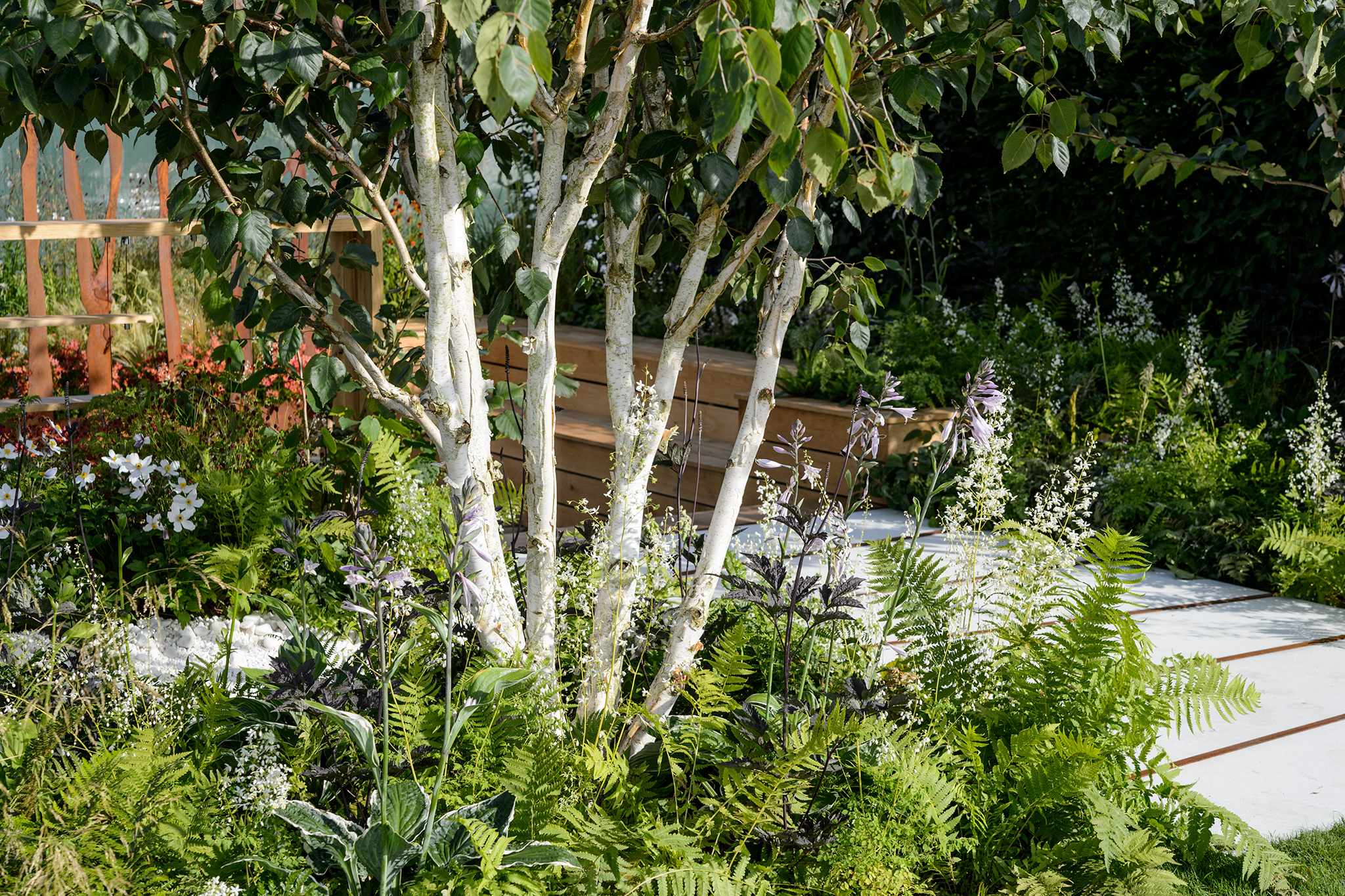 The best trees for privacy – Learnorganicgardening.com